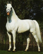 <b>Description: </b>Madkour I° (Hadban Enzahi/Kamel x Moheba II) 1971 Dahman Shahwan ELITE STALLION<br/>