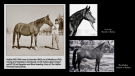 <b>Description: </b>Hafiza (Hamdan x Mahfouza Inshass) 1949 Abeyyah Om Jurays (Om Grees) . Here with two of her sons.<br/><b>Copyright: </b>Fernando Saenz photo