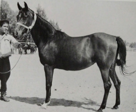 <b>Description: </b>Hafiza (Hamdan x Mahfouza Inshass) 1949 Abeyyah Om Jurays (Om Grees) .<br/><b>Copyright: </b>Forbis Photo