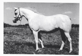 <b>Description: </b>Ansata Bint Zaafarana (Nazeer x Zaafarana) 1958 <br/><b>Copyright: </b>Forbis Photo