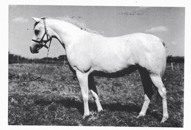 Ansata Bint Zaafarana (Nazeer x Zaafarana) 1958 