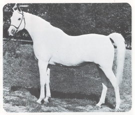 <b>Description: </b>Ansata Bint Zaafarana (Nazeer x Zaafarana) 1958 <br/><b>Copyright: </b>Forbis Photo