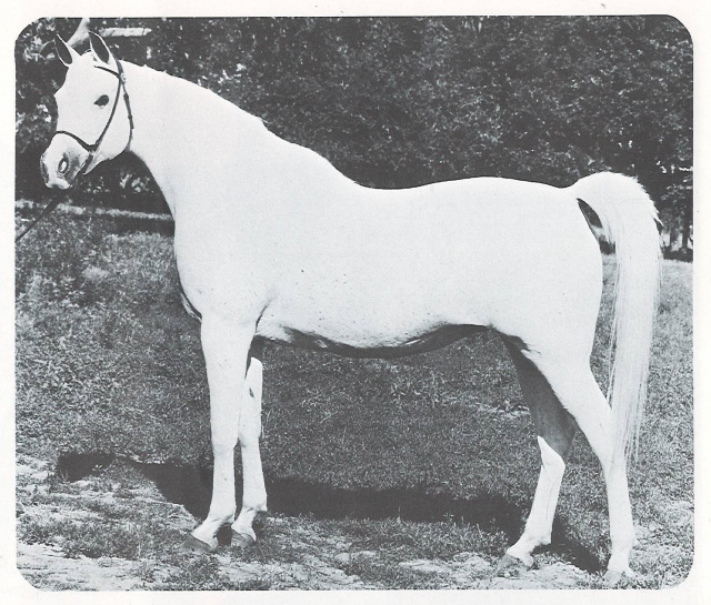 Ansata Bint Zaafarana (Nazeer x Zaafarana) 1958 