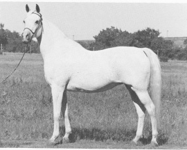 <b>Description: </b>Ansata Bint Zaafarana (Nazeer x Zaafarana) 1958 <br/><b>Copyright: </b>Forbis Photo