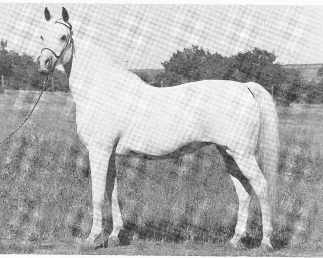 Ansata Bint Zaafarana (Nazeer x Zaafarana) 1958 