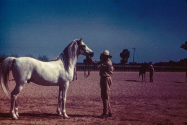 <b>Description: </b>Shahloul (Ibn Rabdan x Bint Radia) 1931 Saqlawi Gidran Ibn Sudan<br/><b>Copyright: </b>Robert Earle Buchanan photo