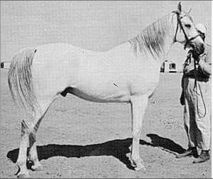 Shahloul (Ibn Rabdan x Bint Radia) 1931 Saqlawi Gidran Ibn Sudan