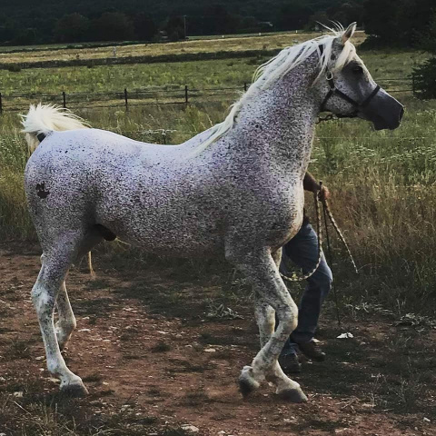 GR Amarid at Haras Saint Dominique