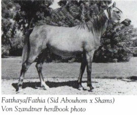 <b>Description: </b>Fathia (Sid Abouhom x Shams) 1950 Hadbah Enzahiyah<br/>