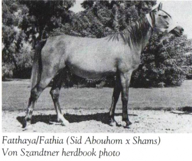 Fathia (Sid Abouhom x Shams) 1950 Hadbah Enzahiyah