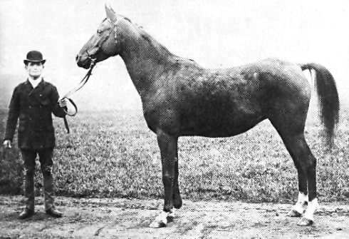 Queen Of Sheba ( Ma'naqi Hudruji x Ubayyah Sharrakiyah) 1875