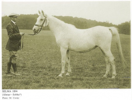 <b>Description: </b>Selma (Ahmar x Sobha) 1894 Hamdani Simriya<br/><b>Copyright: </b>M.Cooke photo