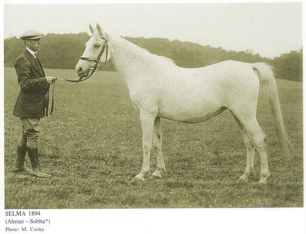 Selma (Ahmar x Sobha) 1894 Hamdani Simriya