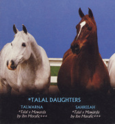 <b>Description: </b>Sahreeah   *Talal x Mawarda by Ibn Morafic with her full sister Talwarna - Kline Arabians Ad<br/>