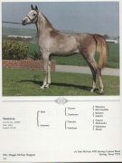 <b>Description: </b>Tameeraa    *Talal x Sameera by *Morafic  Pyramid Society Handbook<br/>