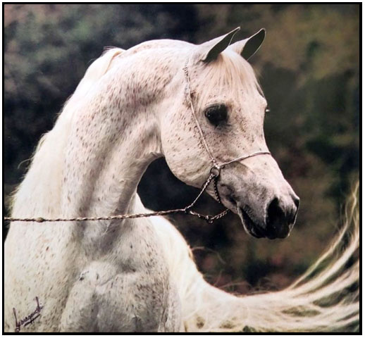 ANSATA IBN SUDAN     Ansata Ibn Halima x Ansata Bint Mabrouka by Nazeer