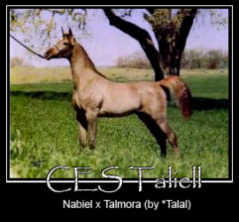 <b>Description: </b>CES Taliell  Nabiel x Talmora by *Talal<br/>