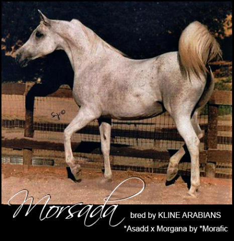 MORSADA     *Asadd++ x Morgana by *Morafic