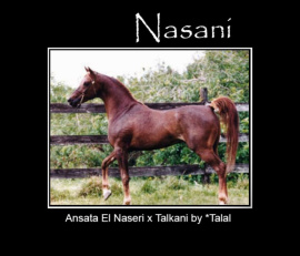 <b>Description: </b>NASANI  Ansata El Naseri x Talkani by *Talal<br/>