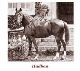 <b>Description: </b>Hadban DB Blunt  Saudi Arabia desert bred stallion born in 1878<br/>