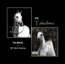 <b>Description: </b>EAI TALSOLIMA    Talmaal x BF Bint Solima by Shaikh Al Badi<br/>