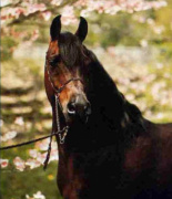 <b>Description: </b>SERR MAARINER  Ibn Fa-Serr x Maarena by Fabah  1980, 1981 Natl Champ Dressage Level II, 1980 Natl TT Dressage Level l, 1981 Natl Res Champ Dressage Level III, 1980 USDF Horse of the Year, 1980 Insilco Region 2 Horse of the Year Dressage Level II<br/>