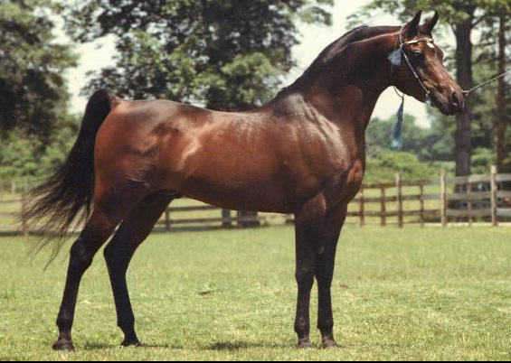 SERR MAARINER  Ibn Fa-Serr x Maarena by Fabah  1980, 1981 Natl Champ Dressage Level II, 1980 Natl TT Dressage Level l, 1981 Natl Res Champ Dressage Level III, 1980 USDF Horse of the Year, 1980 Insilco Region 2 Horse of the Year Dressage Level II