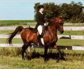 <b>Description: </b>SERR MAARINER  Ibn Fa-Serr x Maarena by Fabah  1980, 1981 Natl Champ Dressage Level II, 1980 Natl TT Dressage Level l, 1981 Natl Res Champ Dressage Level III, 1980 USDF Horse of the Year, 1980 Insilco Region 2 Horse of the Year Dressage Level II<br/>