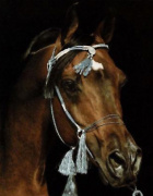 <b>Description: </b>SERR MAARINER  Ibn Fa-Serr x Maarena by Fabah  1980, 1981 Natl Champ Dressage Level II, 1980 Natl TT Dressage Level l, 1981 Natl Res Champ Dressage Level III, 1980 USDF Horse of the Year, 1980 Insilco Region 2 Horse of the Year Dressage Level II<br/>