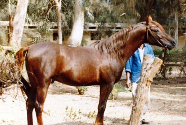 ANAS (Alaa El Din x Ramza by El Sareei)