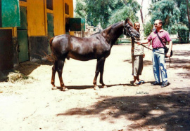 <b>Description: </b>ANAS (Alaa El Din x Ramza by El Sareei)<br/><b>Copyright: </b>Judi Parks 1995