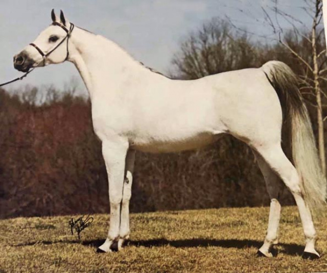 *SERENITY SABRA (Sameh x Sheherezada by Nazeer)