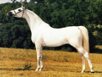 MAALIK (*Morafic x *Omnia by Alaa El Din)