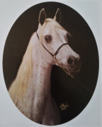 <b>Description: </b>Illaila (Morafic x Bint Mona) 1969 Saqlawiyah Gidraniyah<br/><b>Copyright: </b>Polly Knoll photo