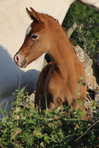 Halypa Murjan (Sheikh Mahrus x Mahomeeh) 2013 Dahman Shahwan. Photographed in Halypa Al Duhaymat St.