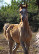 <b>Description: </b>Halypa Murjan (Sheikh Mahrus x Mahomeeh) 2013 Dahman Shahwan. Photographed in Halypa Al Duhaymat St.<br/><b>Copyright: </b>Annalisa Monticelli photo