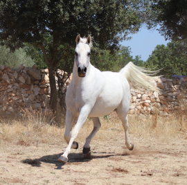 <b>Description: </b>Halypa Farah (Sheikh Mahrus x Nassadah Al Qusar) 2015 Hadbah Enzahiyah, Foze branch. Photographed in Halypa Al Duhaymat St.<br/><b>Copyright: </b>Annalisa Monticelli photo