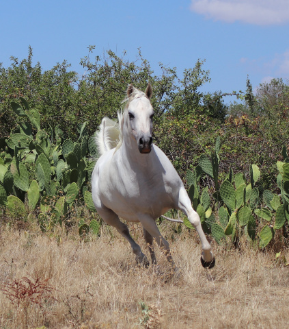 Halypa Farah (Sheikh Mahrus x Nassadah Al Qusar) 2015 Hadbah Enzahiyah, Foze branch. Photographed in Halypa Al Duhaymat St.