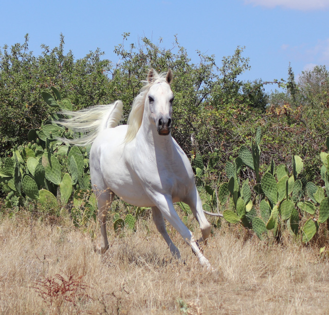 Halypa Farah (Sheikh Mahrus x Nassadah Al Qusar) 2015 Hadbah Enzahiyah, Foze branch. Photographed in Halypa Al Duhaymat St.