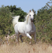 <b>Description: </b>Halypa Farah (Sheikh Mahrus x Nassadah Al Qusar) 2015 Hadbah Enzahiyah, Foze branch. Photographed in Halypa Al Duhaymat St.<br/><b>Copyright: </b>Annalisa Monticelli photo