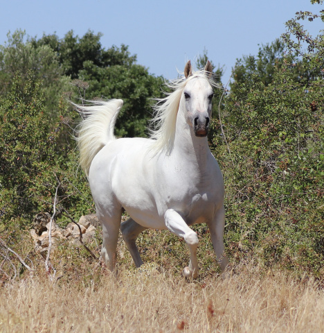 Halypa Farah (Sheikh Mahrus x Nassadah Al Qusar) 2015 Hadbah Enzahiyah, Foze branch. Photographed in Halypa Al Duhaymat St.