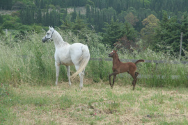 <b>Description: </b>Halypa Sherifa (HA Sharif x Ansata Halisha) 2009 Dahmah Shahwaniyah. Photographed  with her mother Ansata Halisha<br/><b>Copyright: </b>Annalisa Monticelli photo