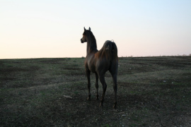 <b>Description: </b>Halypa Sherifa (HA Sharif x Ansata Halisha) 2009 Dahmah Shahwaniyah.<br/><b>Copyright: </b>Annalisa Monticelli photo