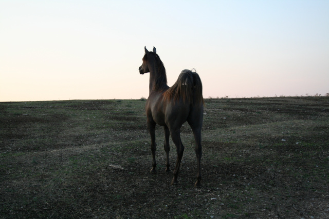 Halypa Sherifa (HA Sharif x Ansata Halisha) 2009 Dahmah Shahwaniyah.