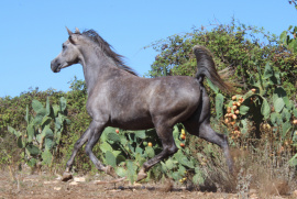 <b>Description: </b>Halypa Sherifa (HA Sharif x Ansata Halisha) 2009 Dahmah Shahwaniyah. Photographed at Halypa Al Duhaymat St.<br/><b>Copyright: </b>Annalisa Monticelli photo