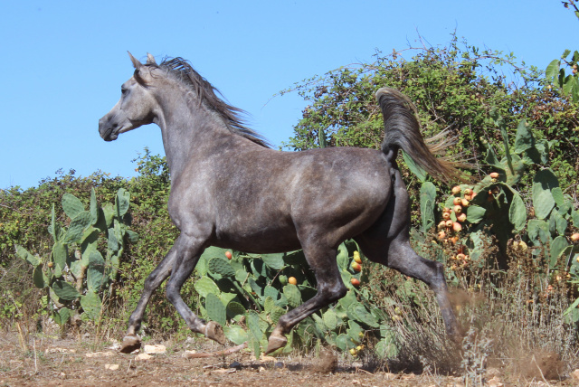 Halypa Sherifa (HA Sharif x Ansata Halisha) 2009 Dahmah Shahwaniyah. Photographed at Halypa Al Duhaymat St.