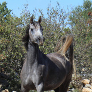 <b>Description: </b>Halypa Sherifa (HA Sharif x Ansata Halisha) 2009 Dahmah Shahwaniyah. Photographed at Halypa Al Duhaymat St.<br/><b>Copyright: </b>Annalisa Monticelli photo