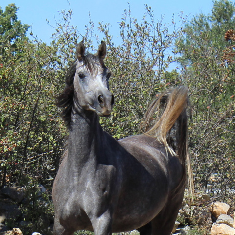 Halypa Sherifa (HA Sharif x Ansata Halisha) 2009 Dahmah Shahwaniyah. Photographed at Halypa Al Duhaymat St.