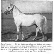 <b>Description: </b>karouf 1907<br/><b>Copyright: </b>"Terre marocaine"