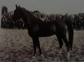 <b>Description: </b>cheikh el ourbane<br/><b>Copyright: </b>du cheval oriental au pur-sang français d'origine arabe